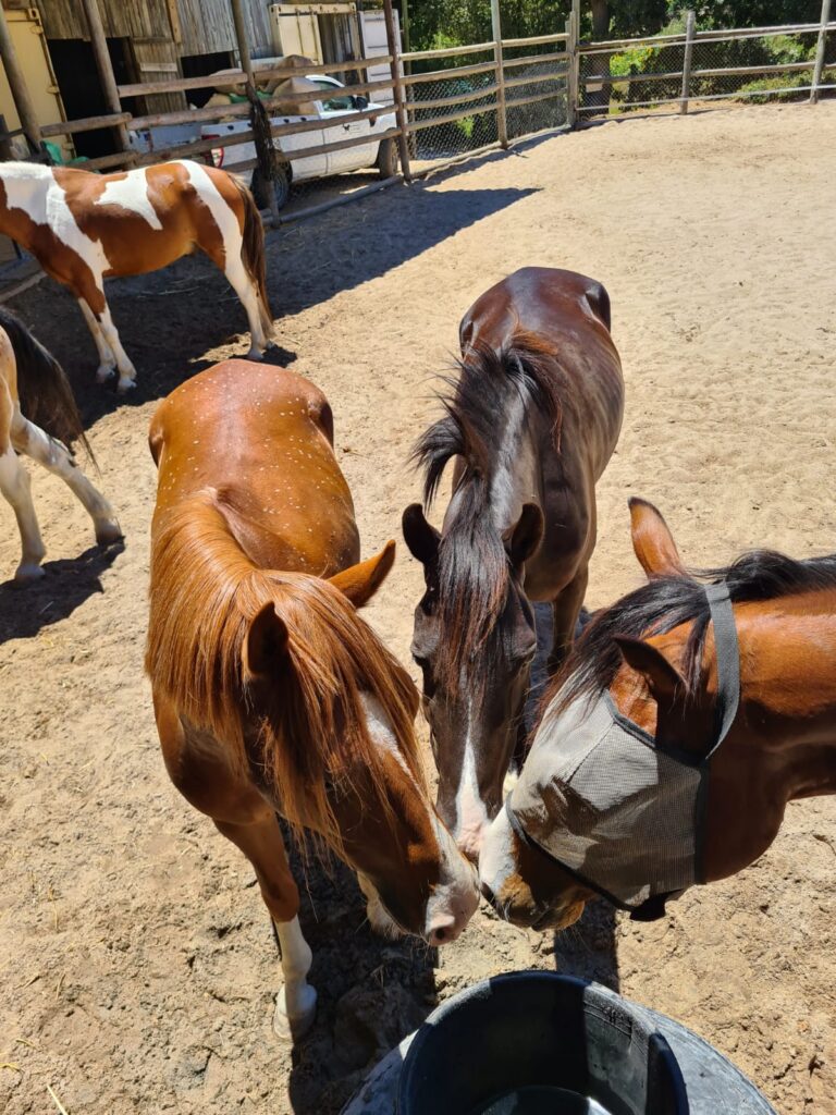 Happy ponies